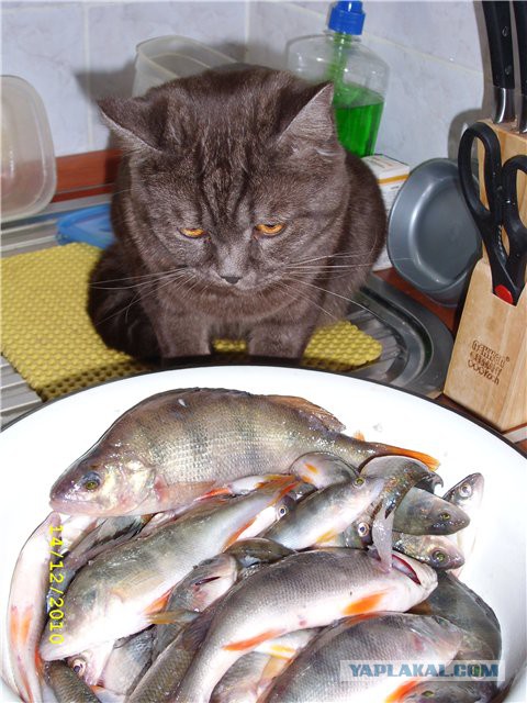 Котовторник 16.09.14
