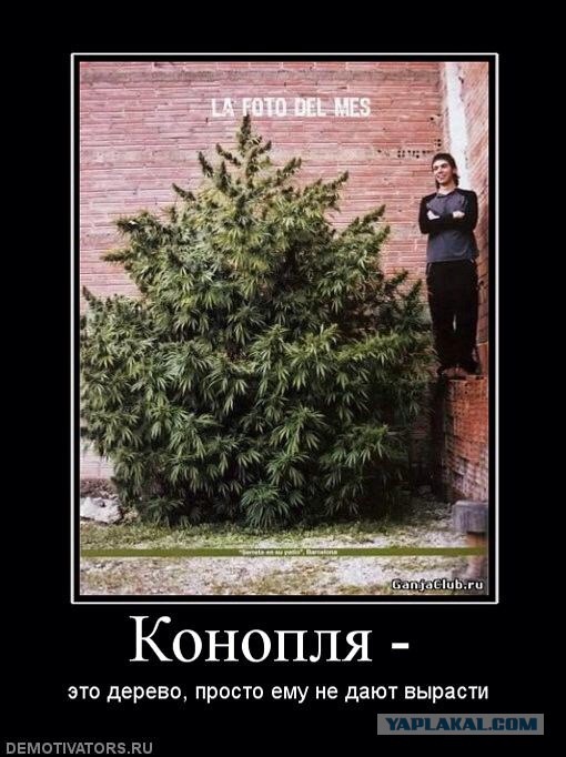 Картинки из сети для настроения