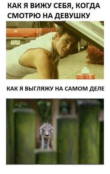 Забавные картинки.