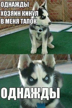 Харизматичные Хаски