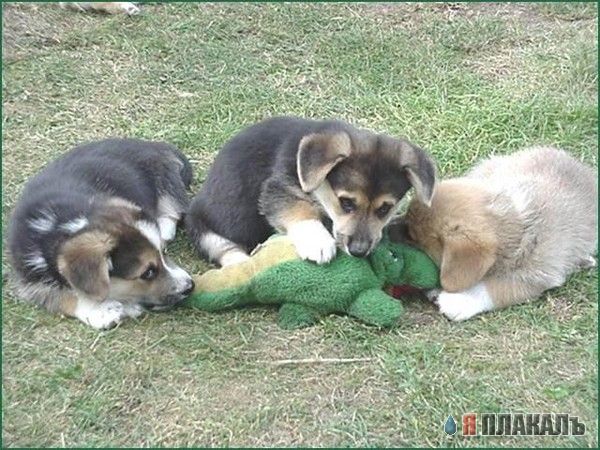Нападение крокодила на трех собак (жесть)