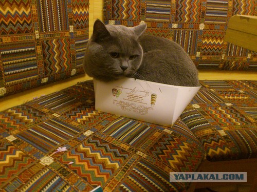 Котовторник 12.04