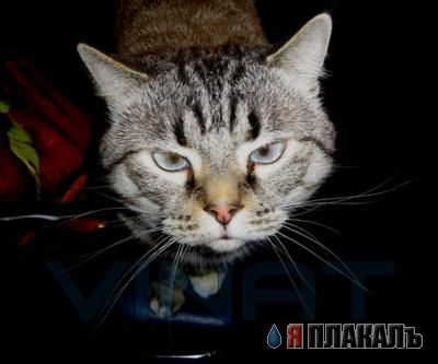 Внимание! У Ликоса пропала совесть!