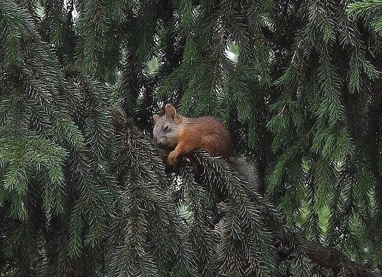 Прикольные животные