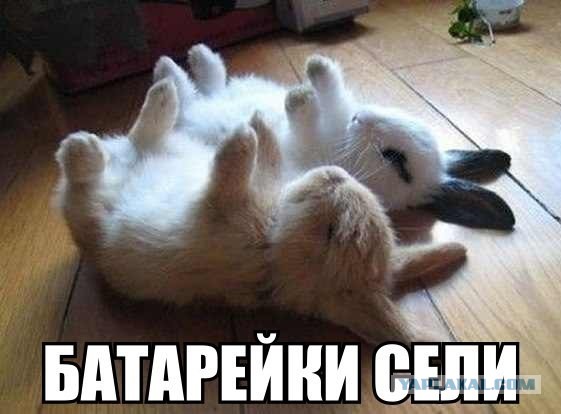 Хана ушастому...