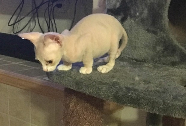 Несчастные бритые котята
