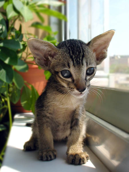 Коты из сети