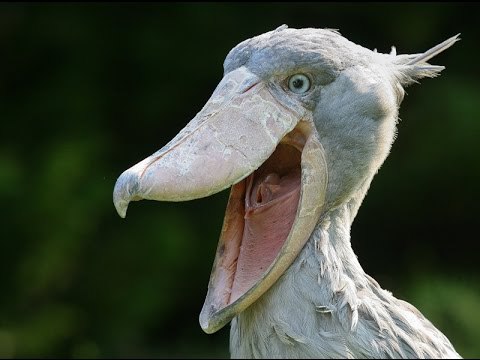 Самые смешные животные