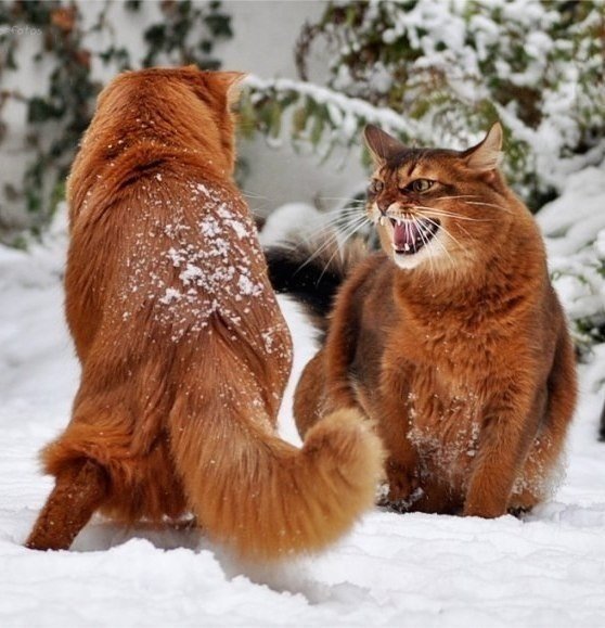 Коты и Кошки