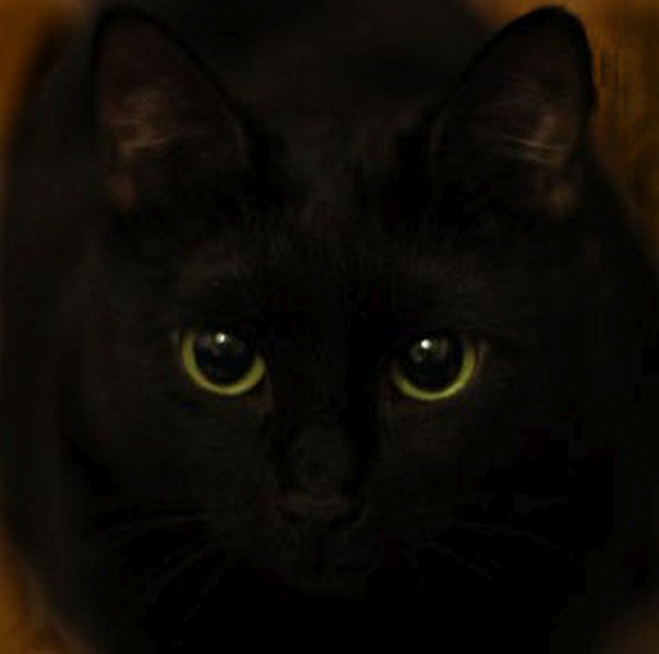Фотобомбы котов