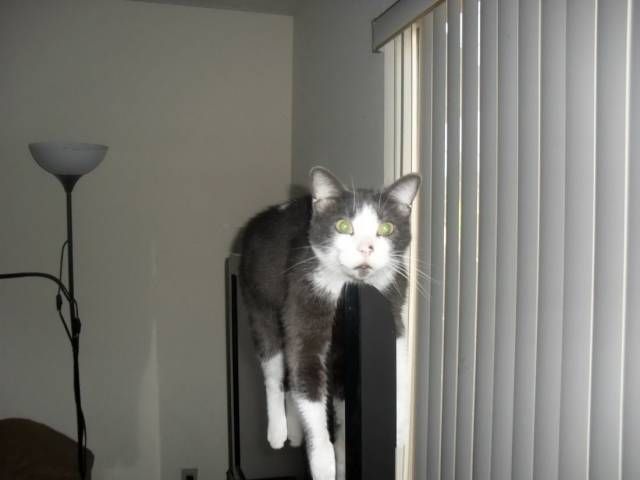 Фотобомбы котов