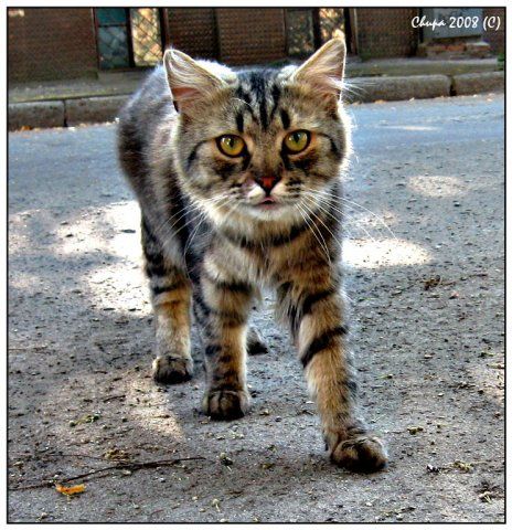 Котовторник  на  ЯПлакалъ