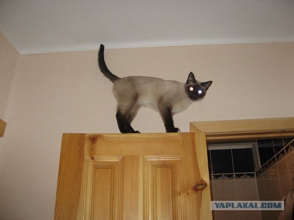 Котовторник ужасов (36 фот)