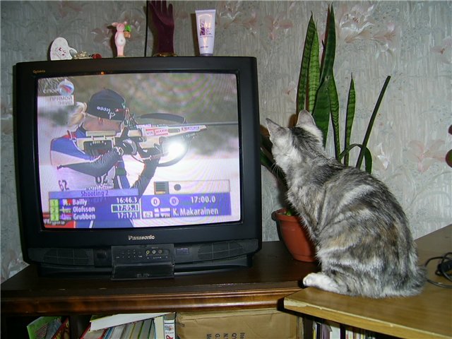 Коты и ТВ