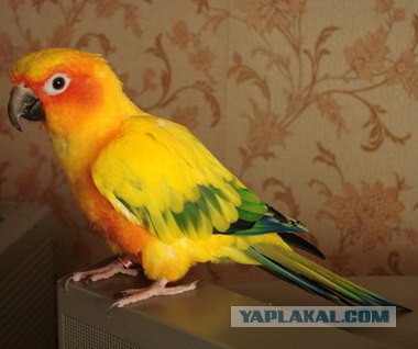 Cамые экзотические домашние питомцы
