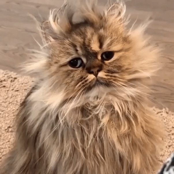 Прикольных котов пост