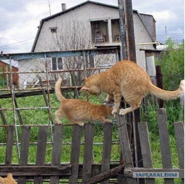 Десантный котовторник