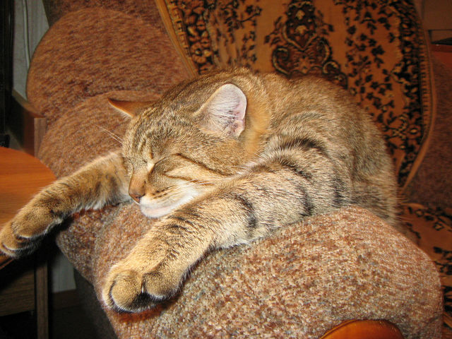 Сонный Котовторник