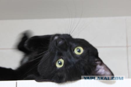 Первый котовторник октября
