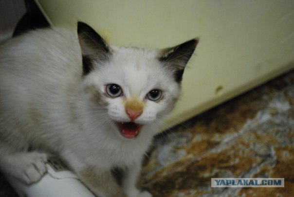 Котовторник! 08.11.11
