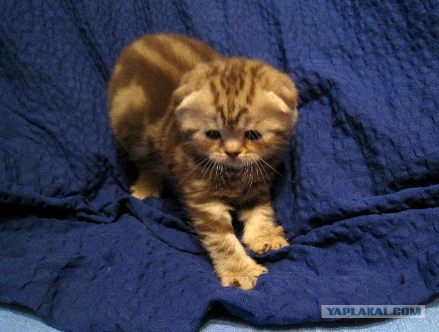 Котовторник 22.11.11