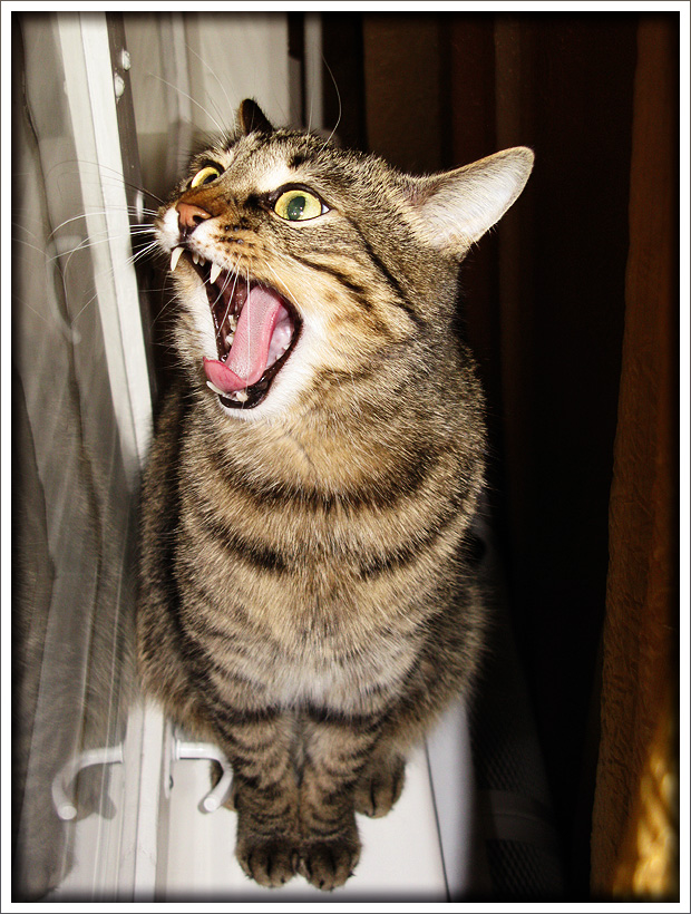 Котовторник (24. 01. 2012 )
