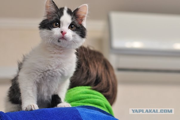 Котовторник 22.05.2012