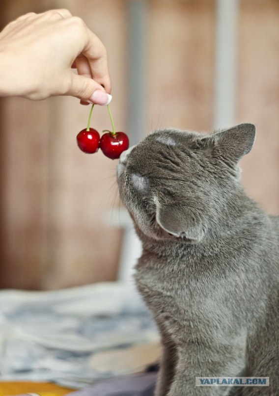 Котовторник   5.06.2012