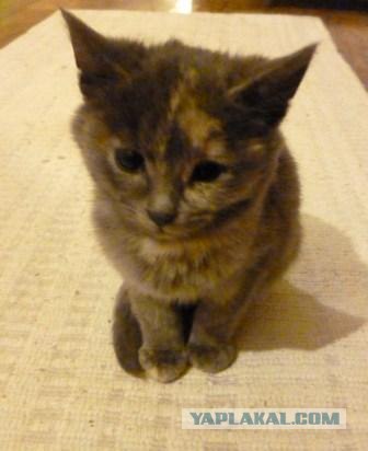 Котовторник 30.10.2012