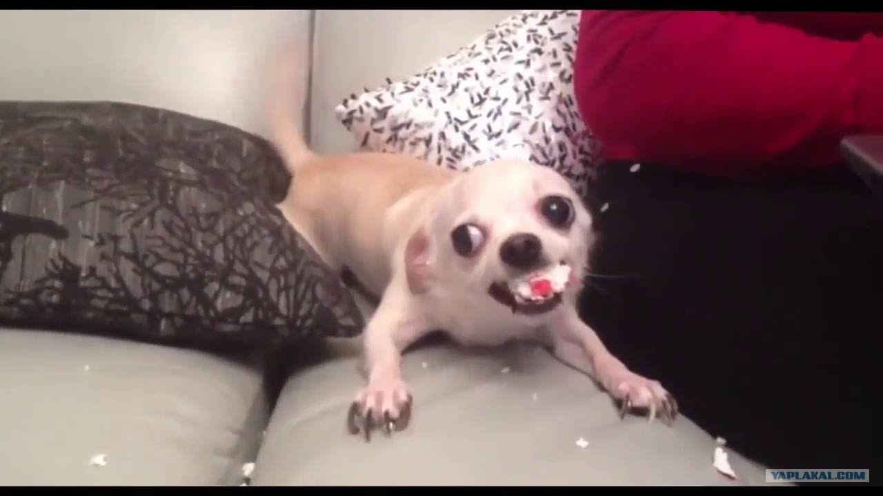 прикольные видеоролики короткие. короткие смешные видео приколы. короткие ролики про животных. прикольные смешные короткие ролики. интересные короткие видеоролики.