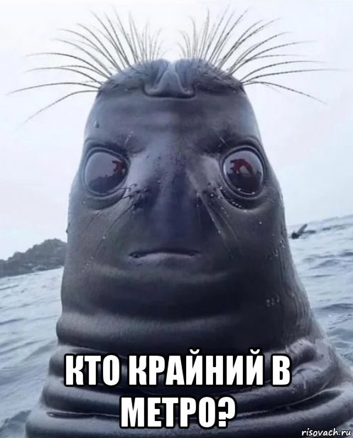 Тюлень под другим углом