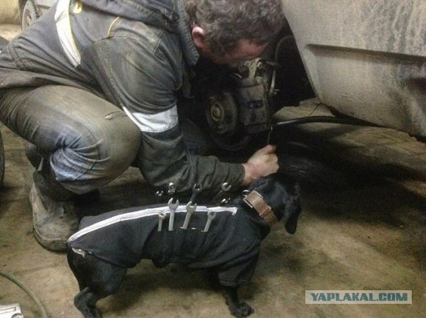 Чуток картинок не про вирус. Собаки.
