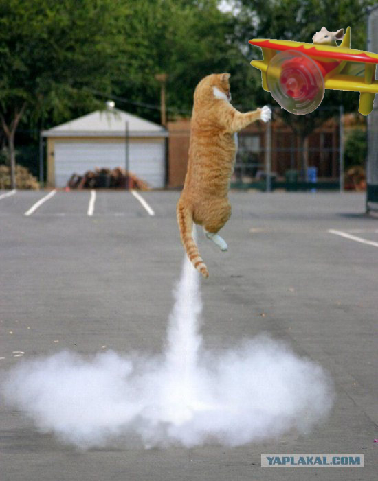 Кот - космонавт