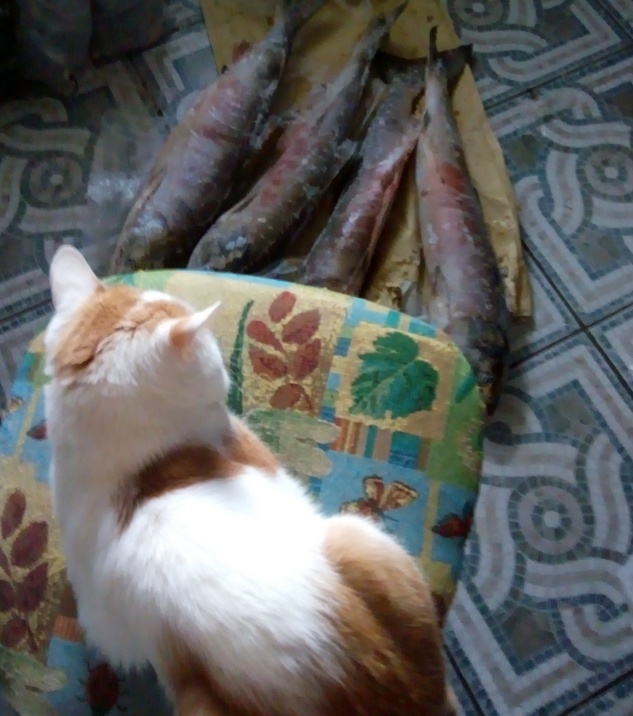 Котовторнику быть!