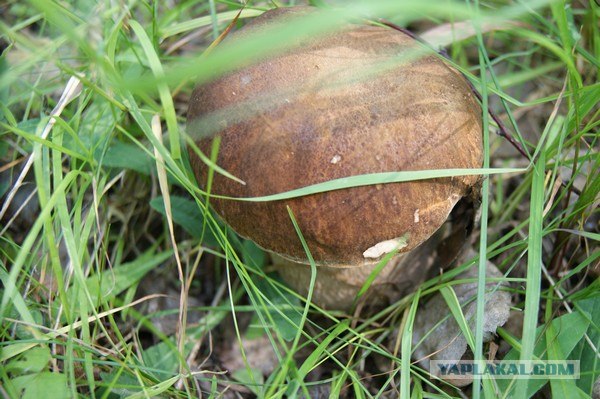 Пятничные посиделки на теплотрассе ©