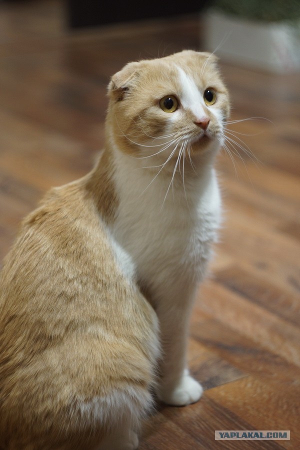 Котовторнику быть