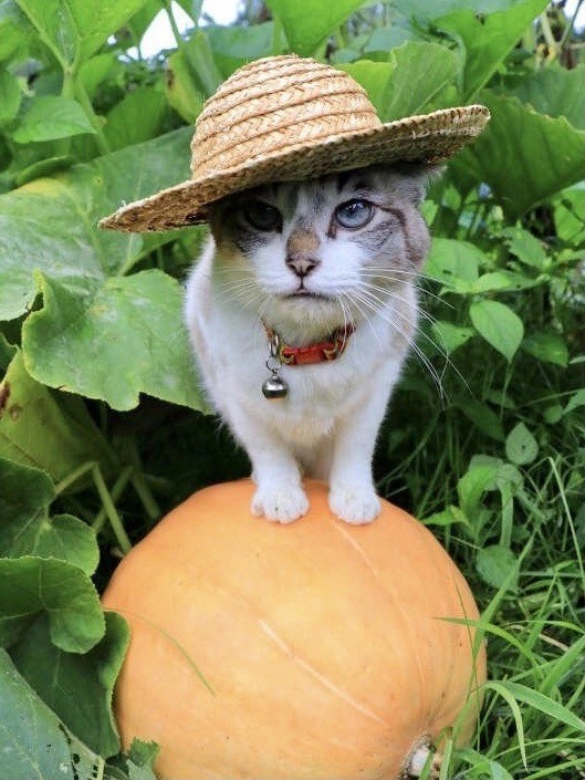 Осенняя кошка