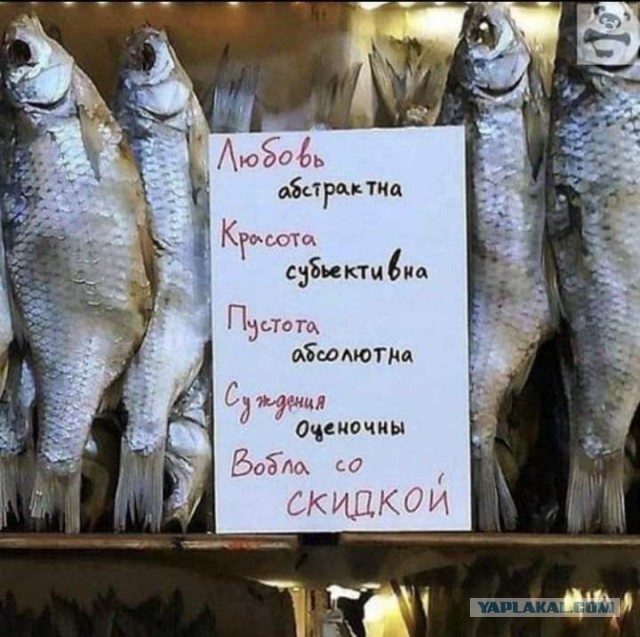 Весёлый полтишок 27.05.24