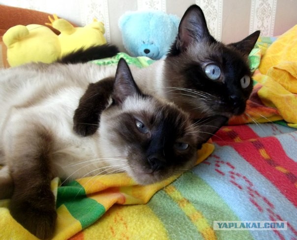 Котовторник 21.05.2013