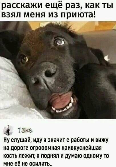 Собакочетверг-овчароподобный дворянин!