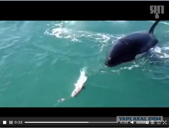 Ничего себе рыбалка ...