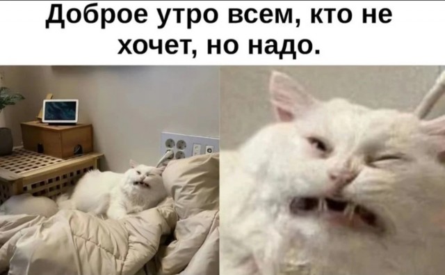 К котовторнику: подборка картинок-баянов с котиками и про котиков. Выпуск 10