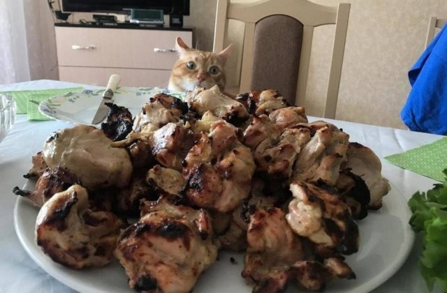 К котовторнику: подборка картинок-баянов с котиками и про котиков. Выпуск 17