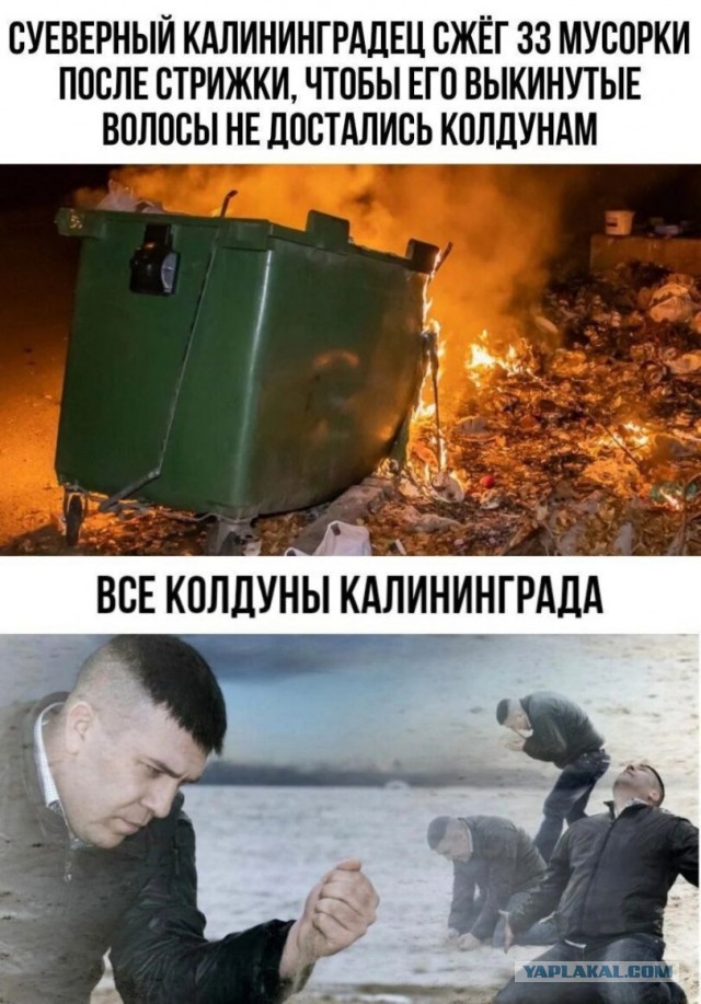 Веселых картинок вам в ленту