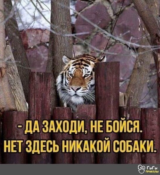Картинки для деградации 247 (разной степени свежести)