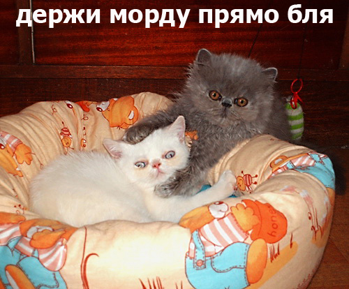 Котоподборка