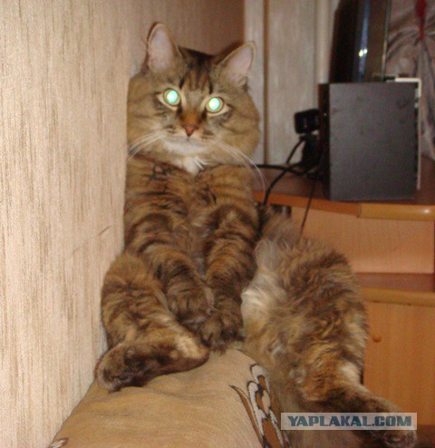 Атипичная кошатина