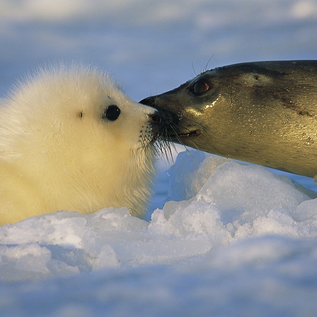 Впечатляющие фотографии National Geographic