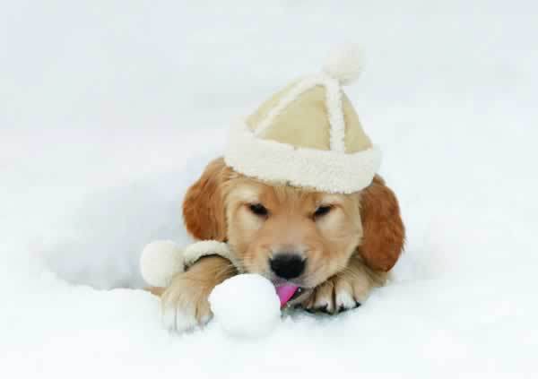 Когда собаки в первый раз увидели снег.