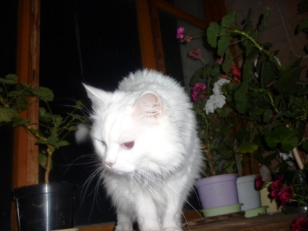 В чёрной, чёрной комнате......, ужастики